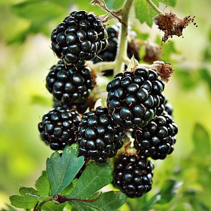 Blackberry 'Loch Ness' - Thornless, high-yielding and SWEET blackberry in 5ltr