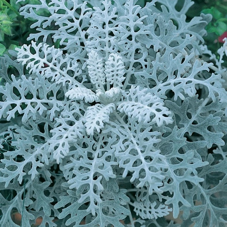2x Cineraria Silver Dust Plants 9cm Pots Silver Foliage Border Bedding Plants