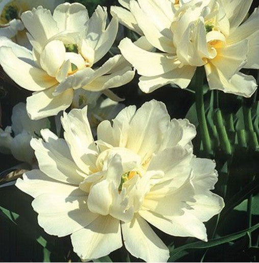 10x Double Early Tulip Schoonoord 10/11cm Bulbs Pre-Order Autumn Planting