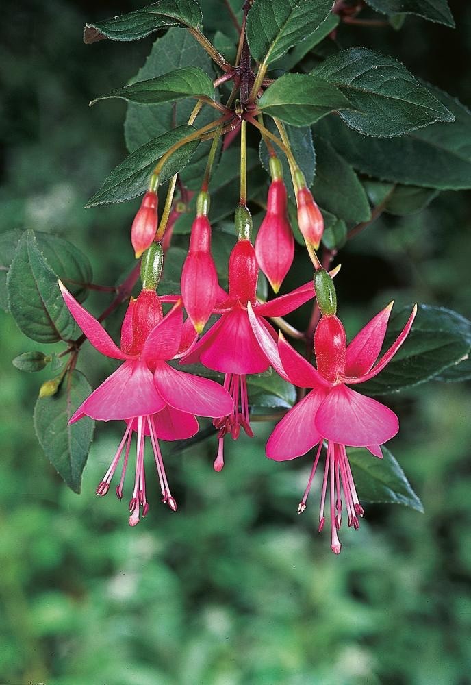 2 x Fuchsia 'Display' - Vibrant Two-tone Pink Hardy Perennial in 10.5cm pot