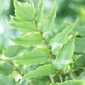 Cyrtomium Fortunei - Fortune Fern Hardy Outdoor Jungle Plant In 2ltr pot