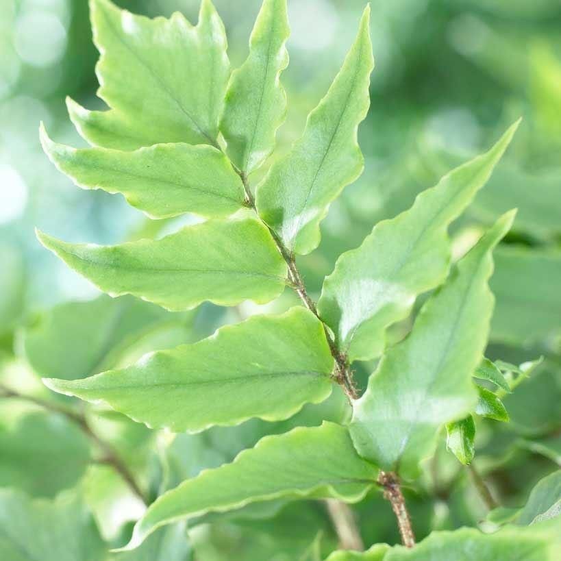 Cyrtomium Fortunei - Fortune Fern Hardy Outdoor Jungle Plant In 2ltr pot
