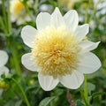 2x Dahlia Platinum Blonde Plant 2L Pot Anemone Flower Garden Plant