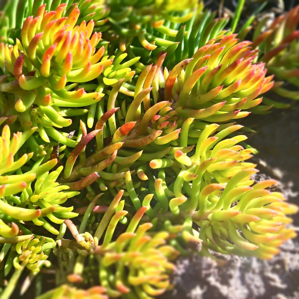 2x Sedum Angelina Plants 9cm Pots Hardy Evergreen Ground Cover Yellow Flowers
