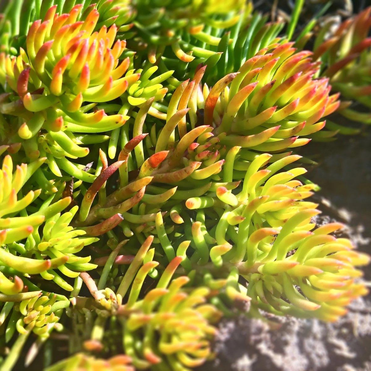 2x Sedum Angelina Plants 9cm Pots Hardy Evergreen Ground Cover Yellow Flowers