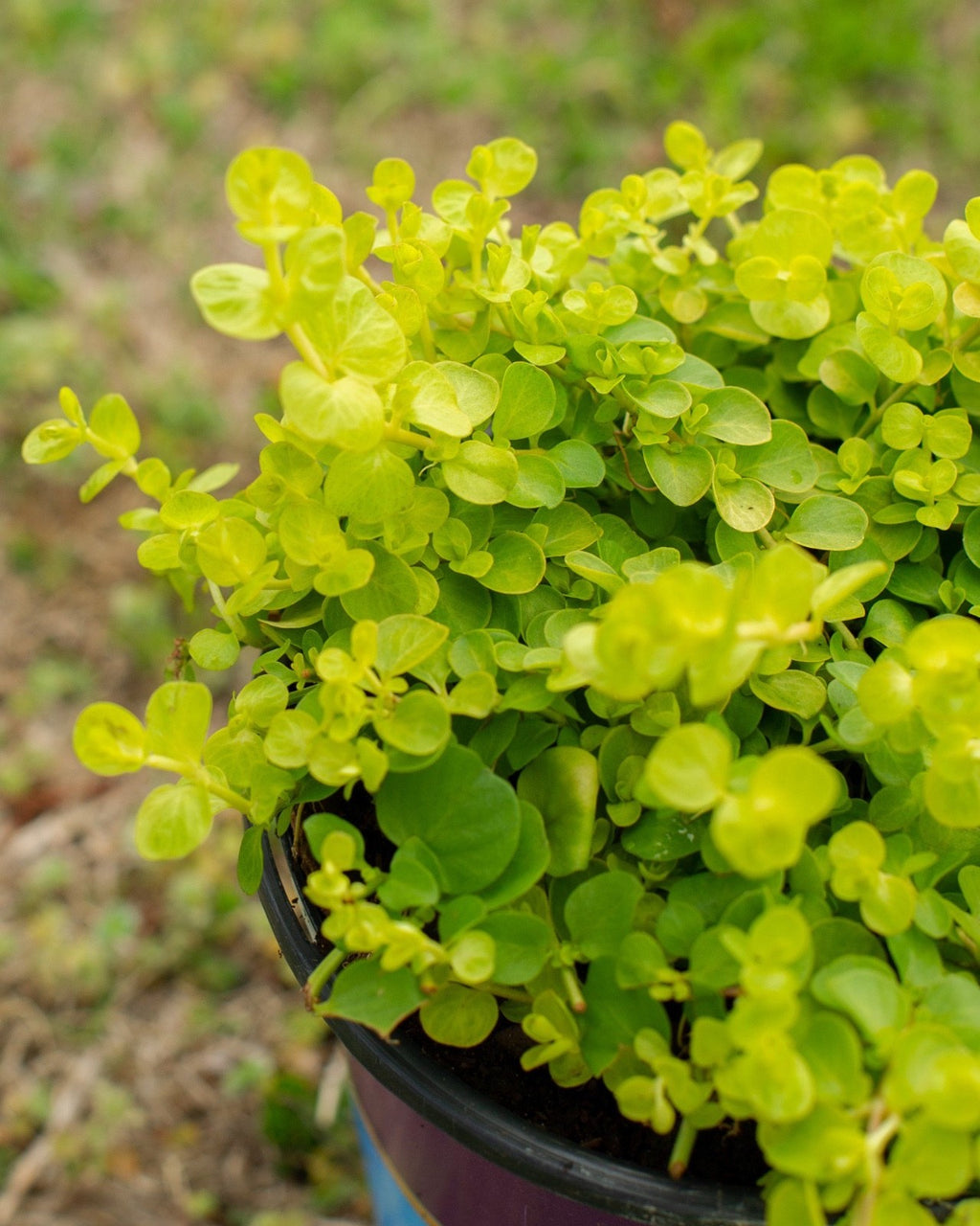 2x Lysimachia Goldilocks Plants 9cm Pots Golden Creeping Jenny Ground Cover