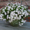 2x Gypsophila cerastoides Plants Baby's Breath Perennial 10.5cm Pots