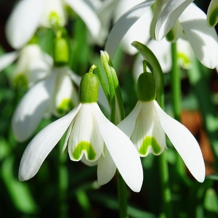 15x Snowdrop Nivalis Bulbs 4/5cm Common Snowdrops White Spring Flowers