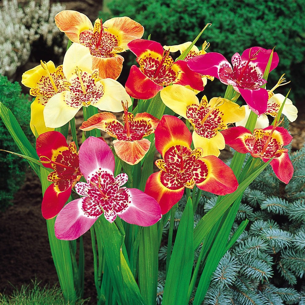 16 x Tigridia Mexican Shell Flower Bulbs - Summer Exotic Flowers