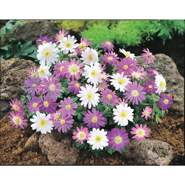 2 x Anemone Blanda Mix - Grecian Windflower Hardy Perennial in 9cm pots
