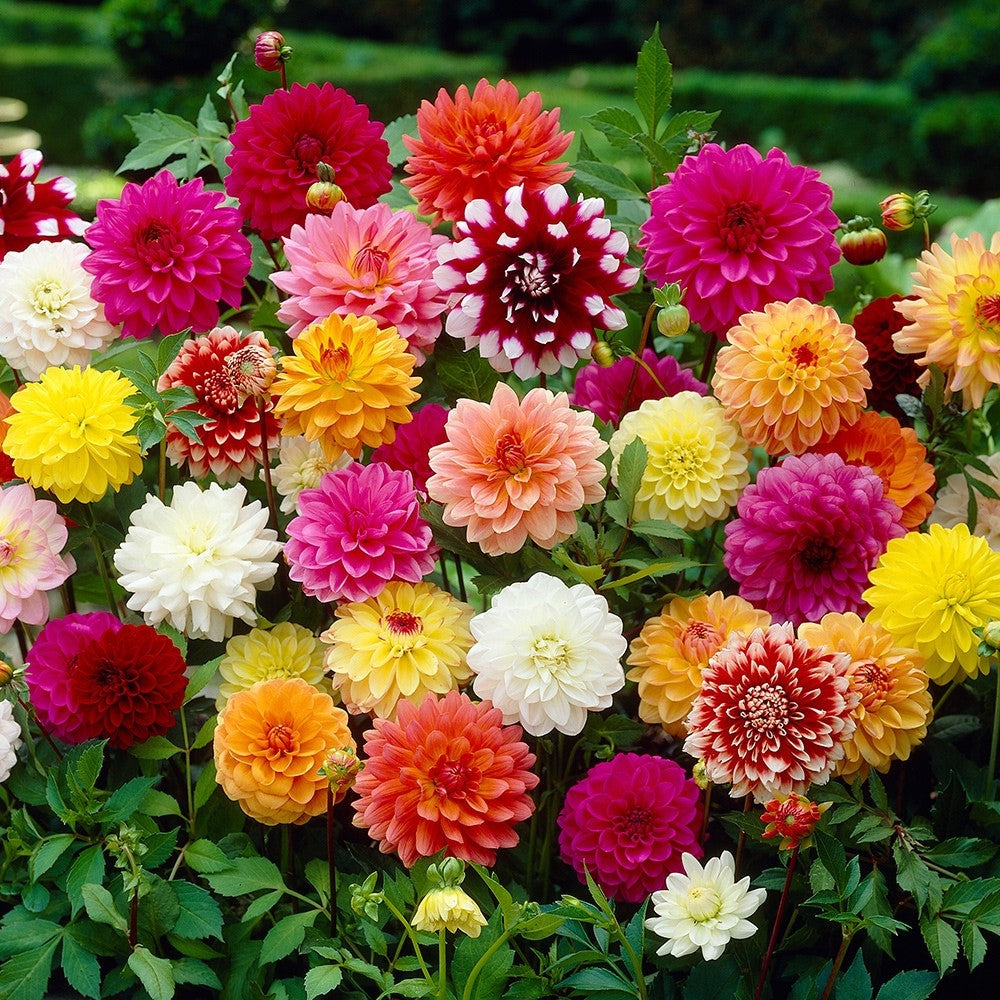 18 x Dahlia Mixed Bulbs Collection - A colourful display for a beautiful garden
