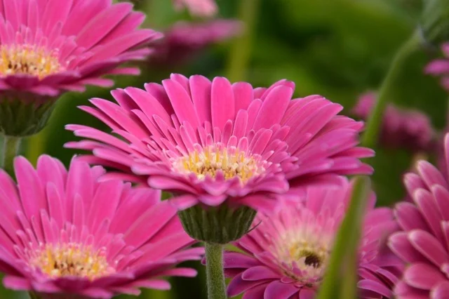 Gerbera Garvinea 'Sweet Surprise' -PREMIUM garden Perennial plant in 2 Litre pot