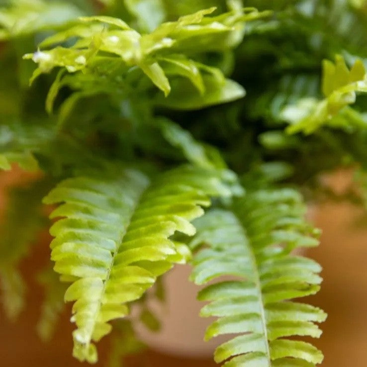 2 x Boston Fern Nephrolepis Exaltata 9cm Pot Air Purifying House Plant