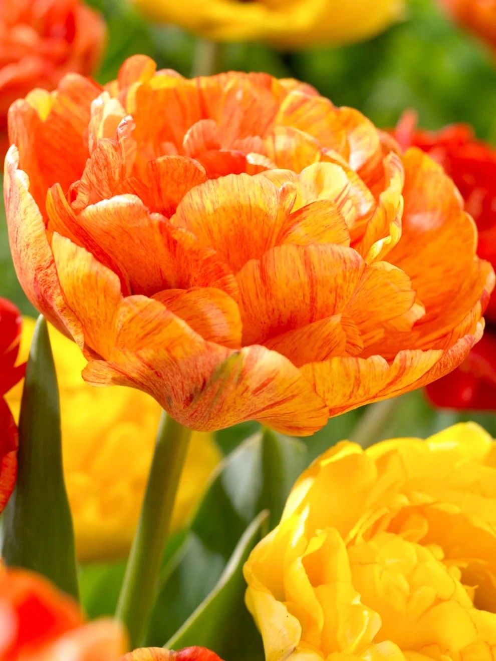 10x Tulip Sun Lover Bulbs 10/11cm Double Orange Yellow Spring Flowers