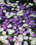 2 x Anemone Blanda Mix - Grecian Windflower Hardy Perennial in 9cm pots