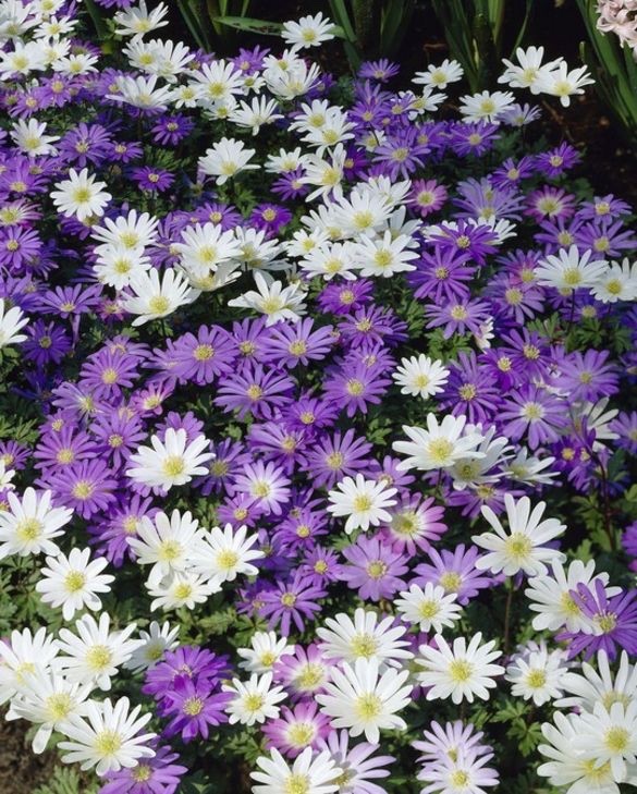 2 x Anemone Blanda Mix - Grecian Windflower Hardy Perennial in 9cm pots