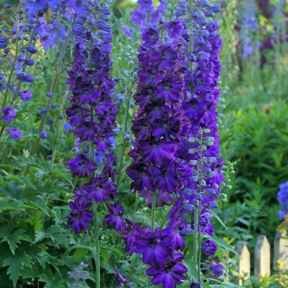 2 x Delphinium 'Dark Blue & Black Bee' - Garden Perennial Plants in 10.5cm pots