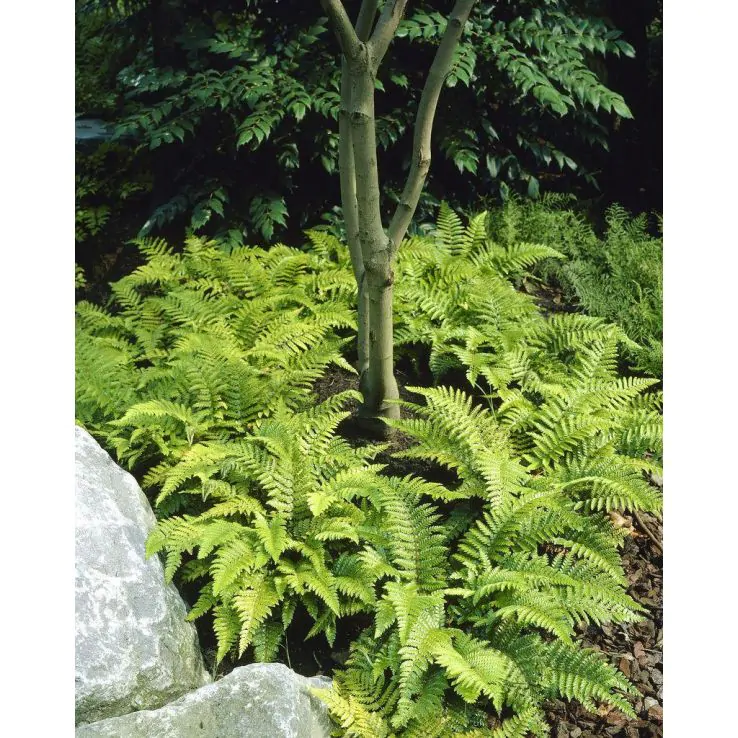 Polystichum Polybrepharum - Hardy Japanese Tassel Lace Fern in 2ltr pot