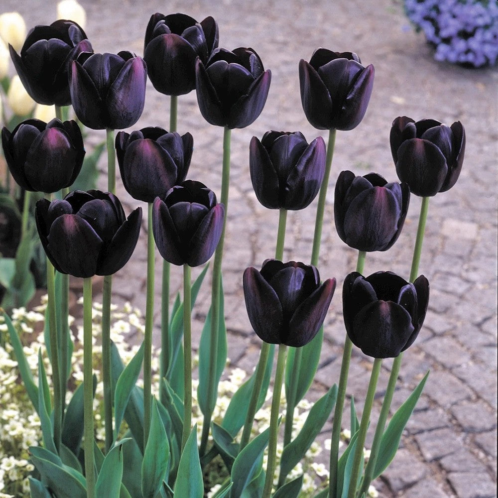 10x Tulip Queen of Night Bulbs 10/11cm Dark Purple Black Spring Flowers