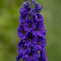 2 x Delphinium 'Dark Blue & Black Bee' - Garden Perennial Plants in 10.5cm pots