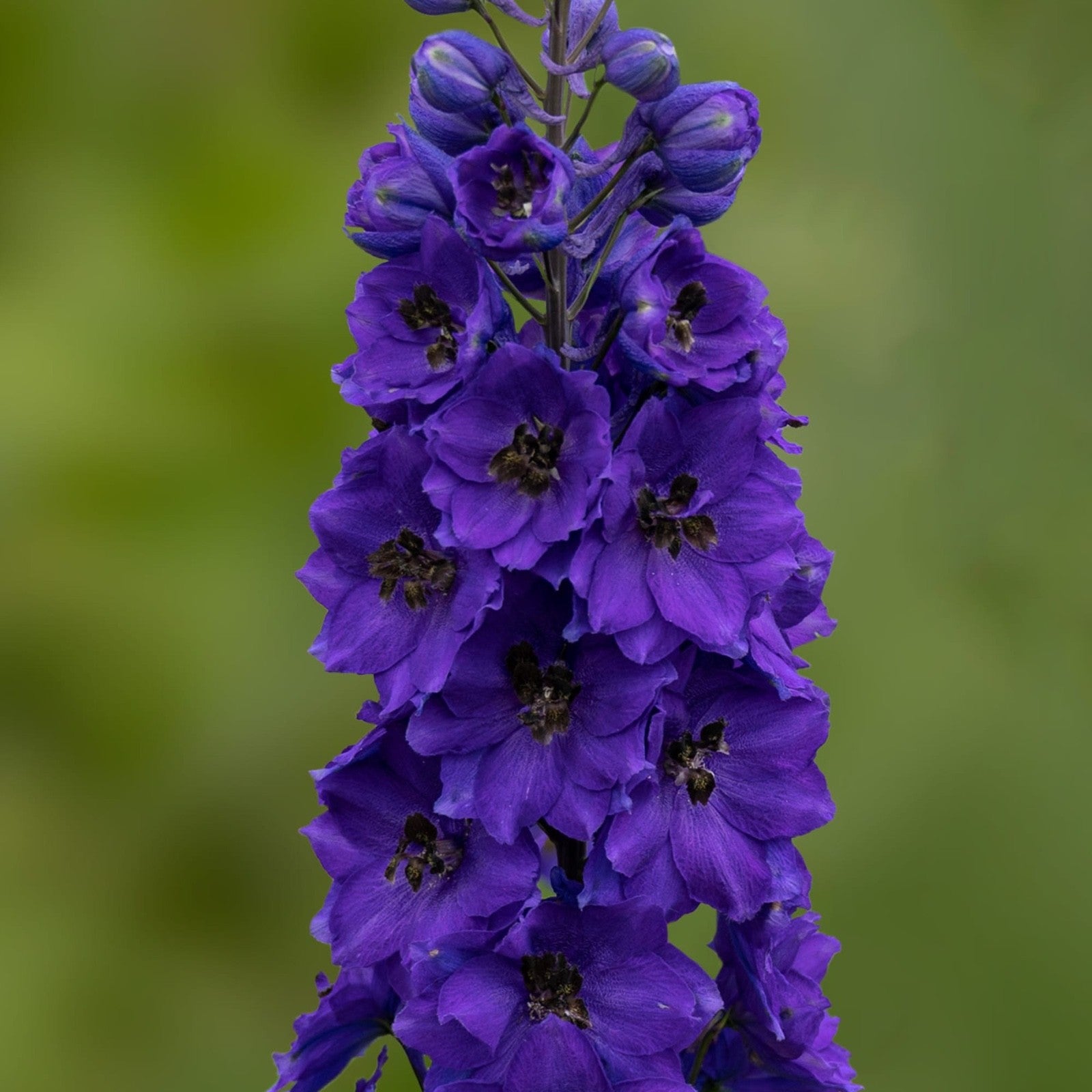 2 x Delphinium 'Dark Blue & Black Bee' - Garden Perennial Plants in 10.5cm pots