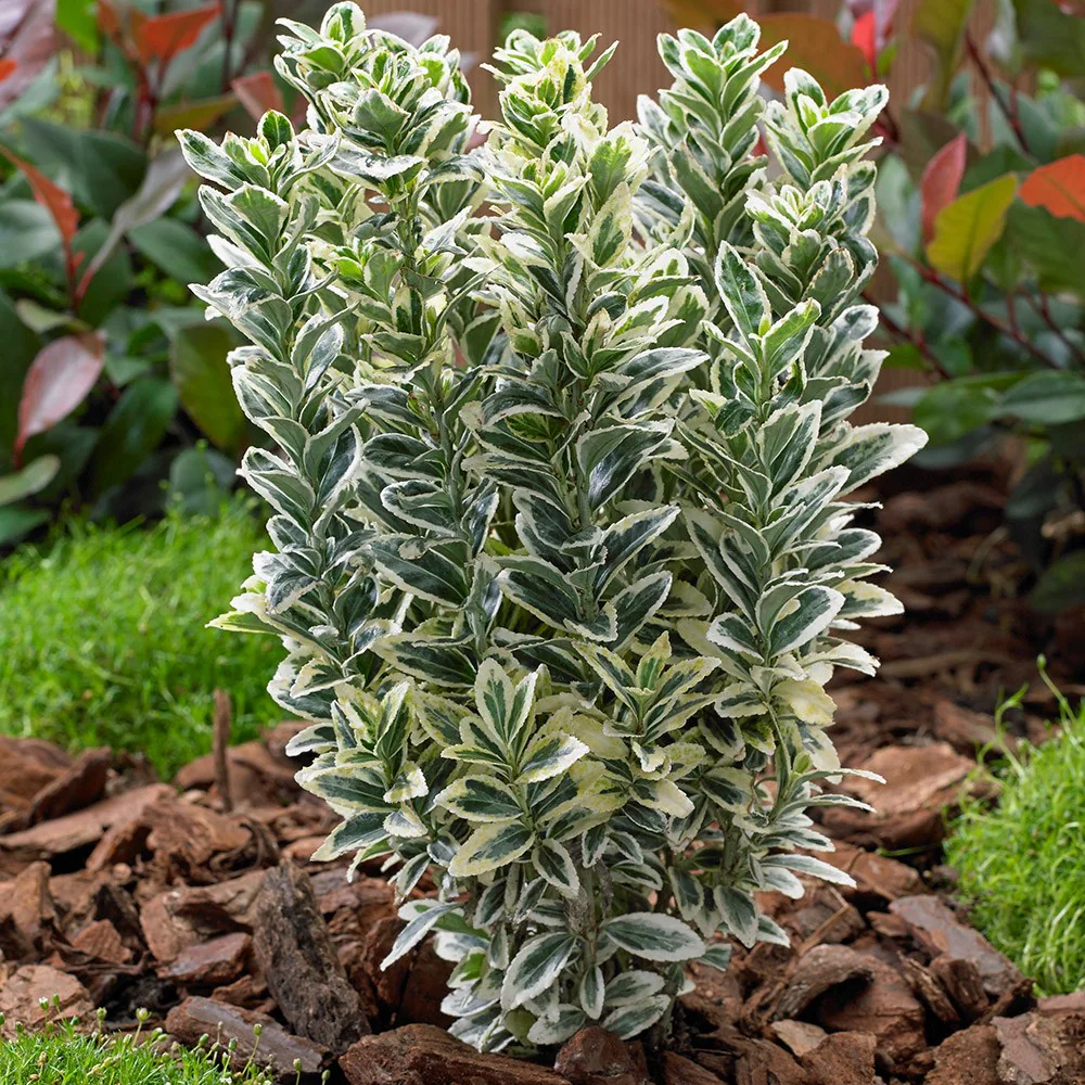 2x Euonymus japonicus White Spire Plants 9cm Pots Evergreen Garden Shrub