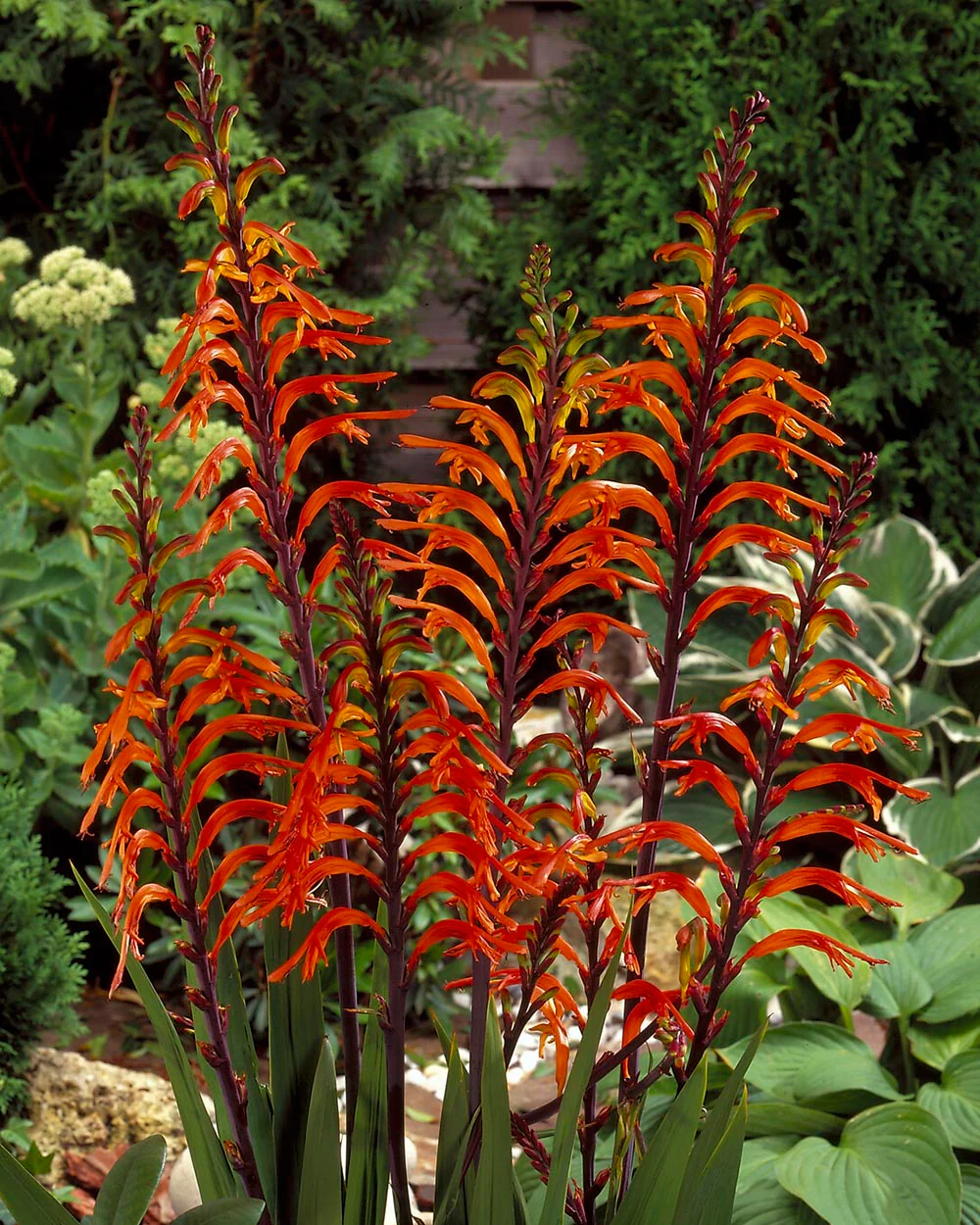 4 x Chasmanthe Floribunda African Flag Bulbs - Cobra Lily Stunning Perennial