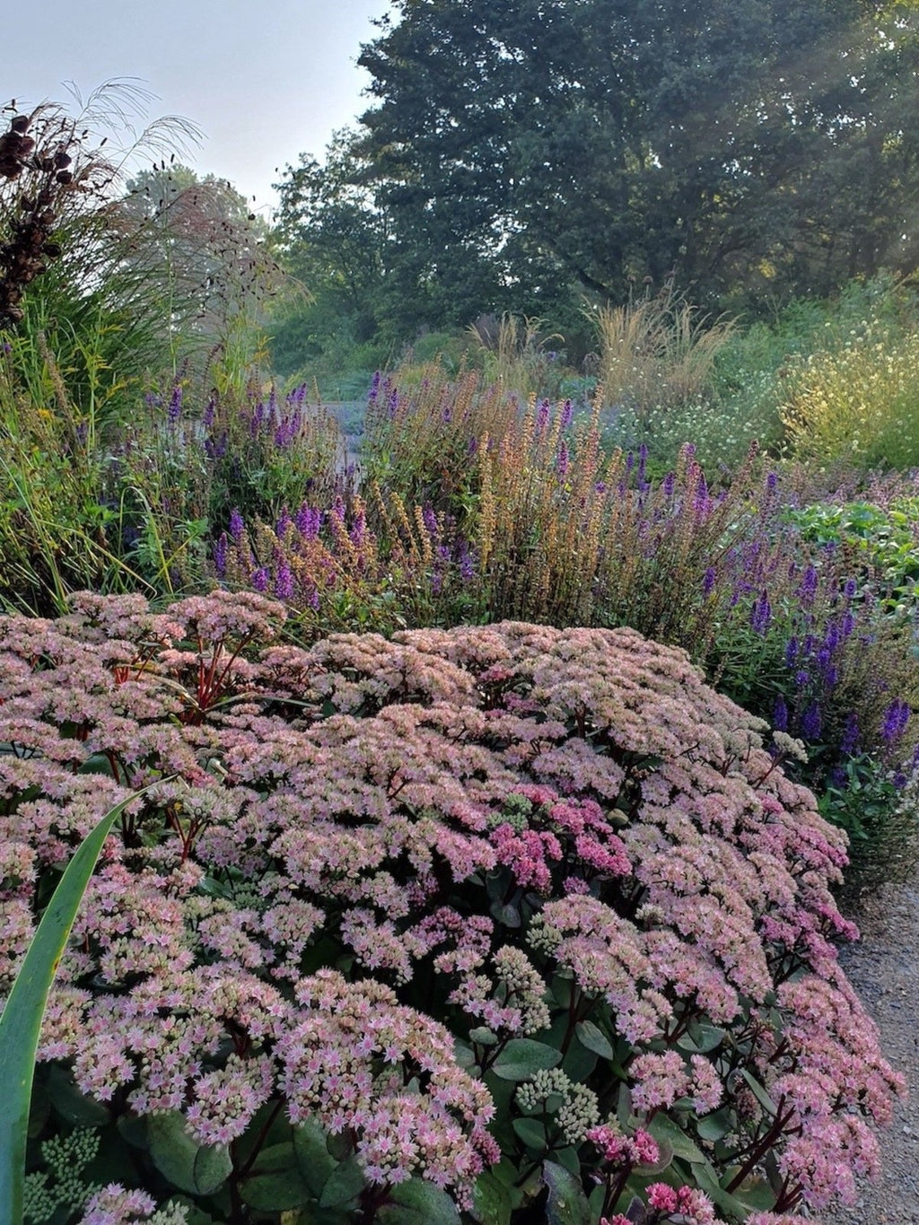 2x Sedum Matrona Plants 9cm Pots Hardy Perennial Pink Flowers Bee Friendly