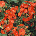 3x Geranium Sylvia Orange Plants 10.5cm Pots Summer Bedding Flowers