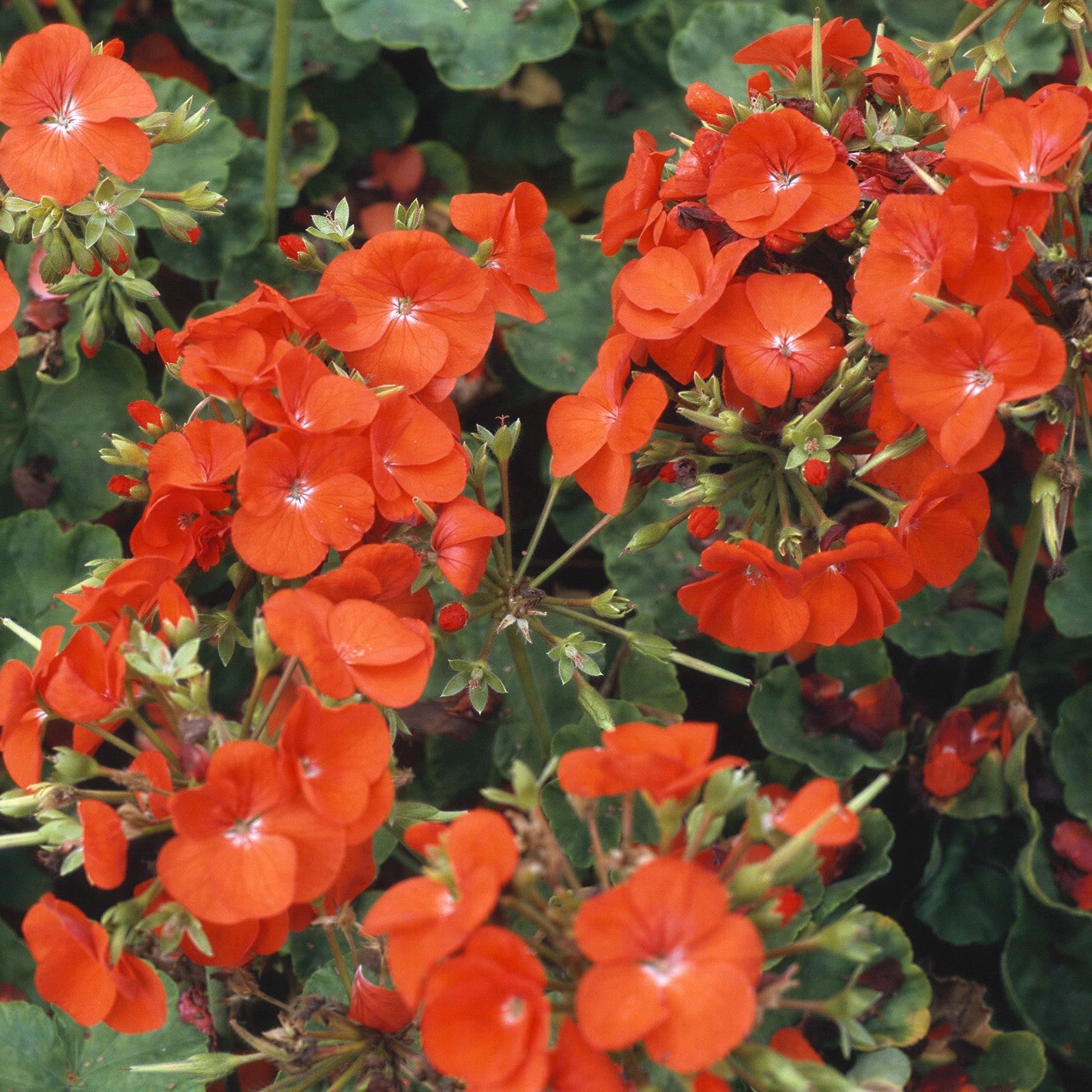3x Geranium Sylvia Orange Plants 10.5cm Pots Summer Bedding Flowers