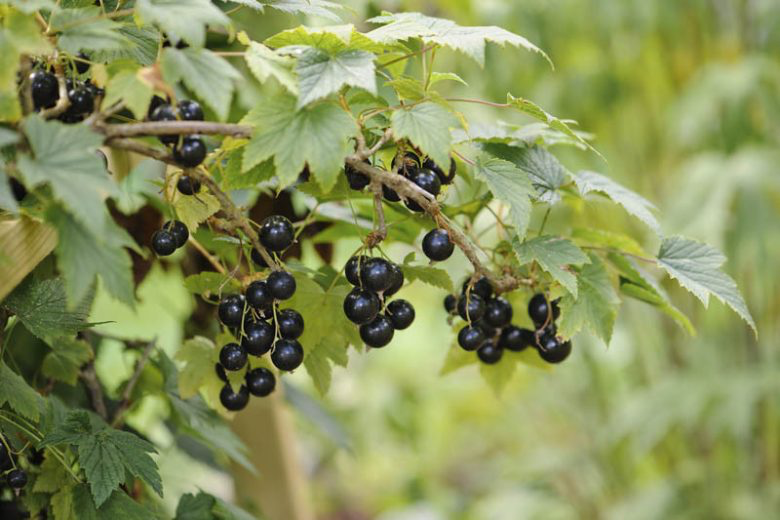 Blackcurrant 'Ben Sarek' - Hardy Large Ribes ready to fruit in Summer 3ltr pot