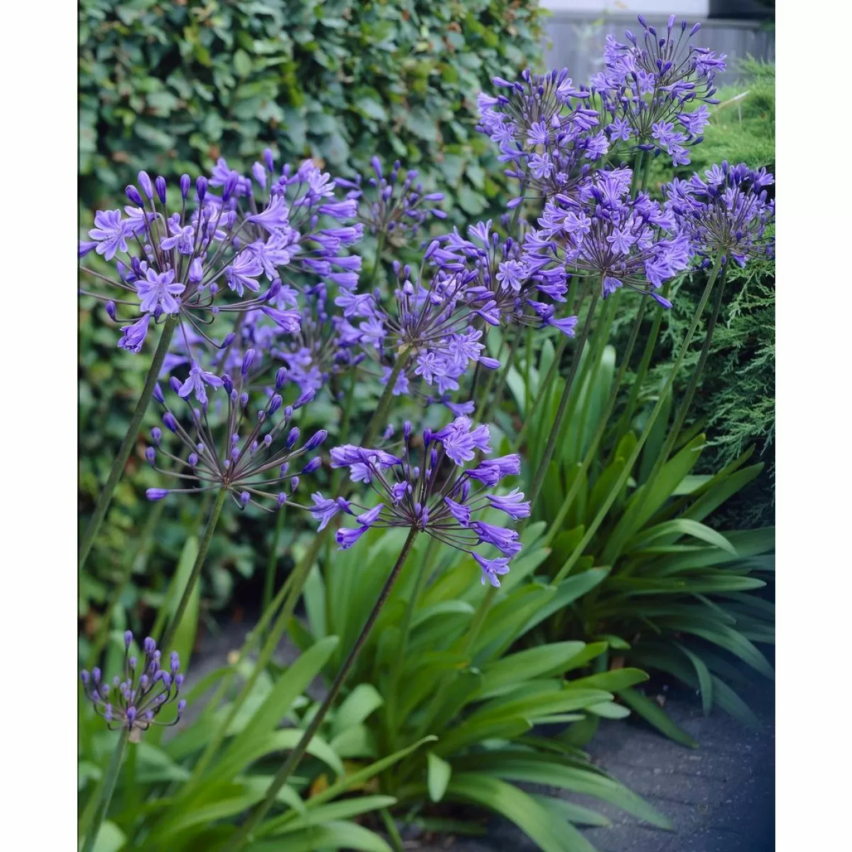 Agapanthus 'Charlotte' - Garden perennial plant in 1.5 Litre pot