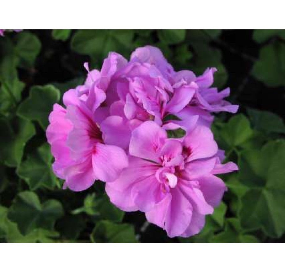 2 x Trailing Geranium PAC 'Amelit' - Ivy Leaf Summer Bedding Plants 10.5cm Pots