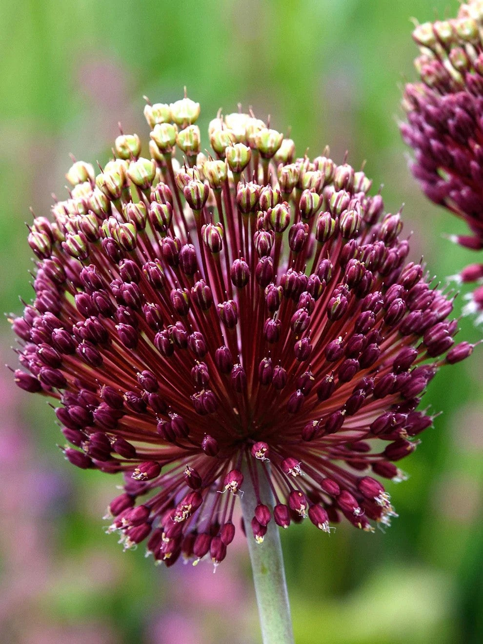 3x Allium Red Mohican Bulbs 10cm+ Ornamental Flowering Garden Perennial