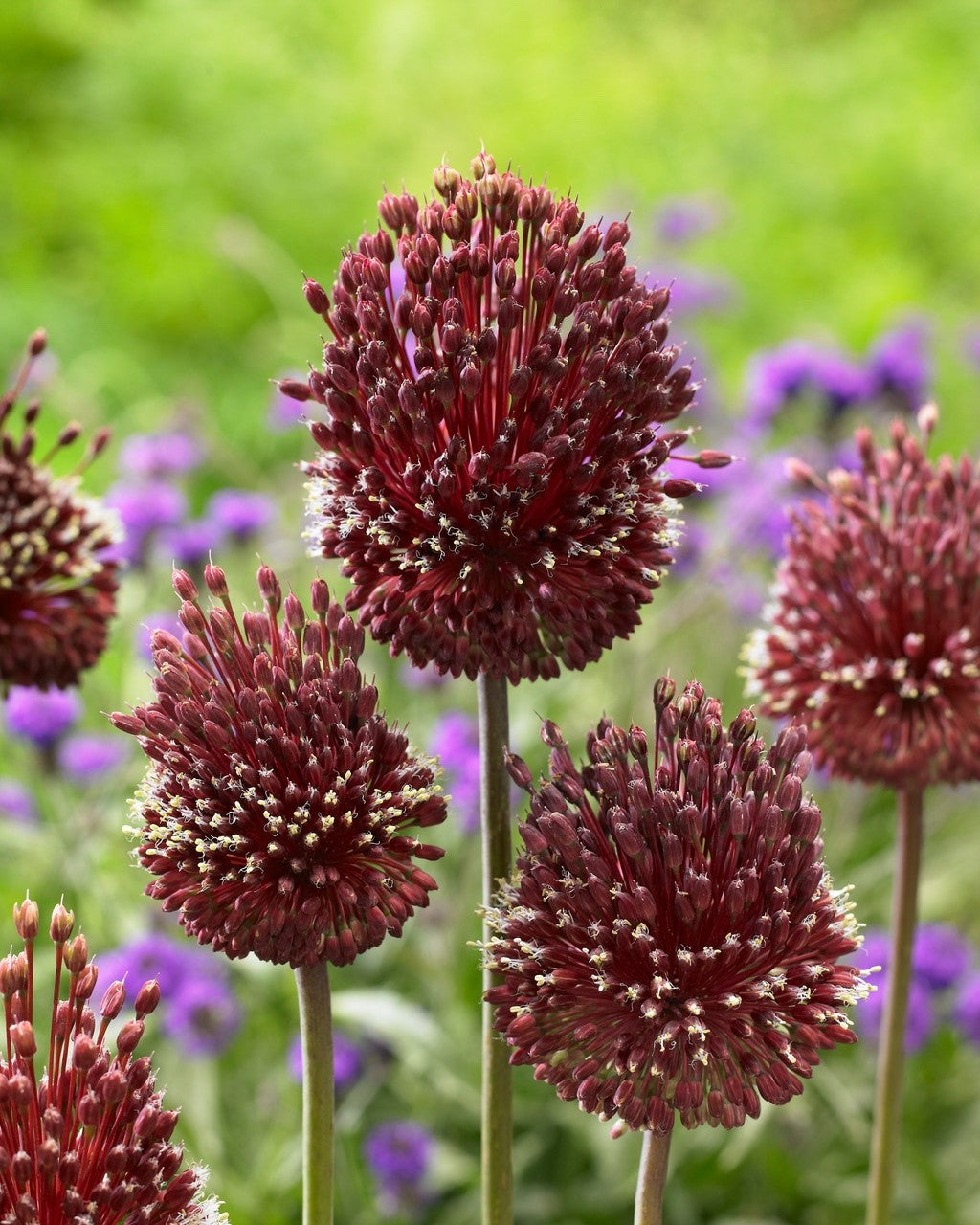 3x Allium Red Mohican Bulbs 10cm+ Ornamental Flowering Garden Perennial