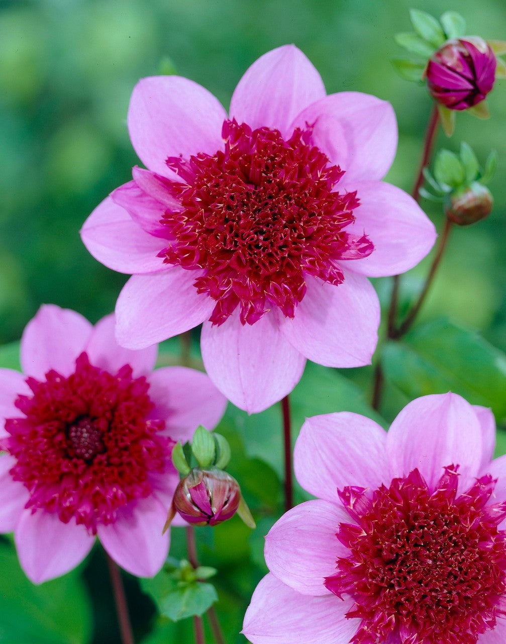4 x Dahlia  Blue Bayou Bulbs - A Beautiful Powder Puff Garden Perennial