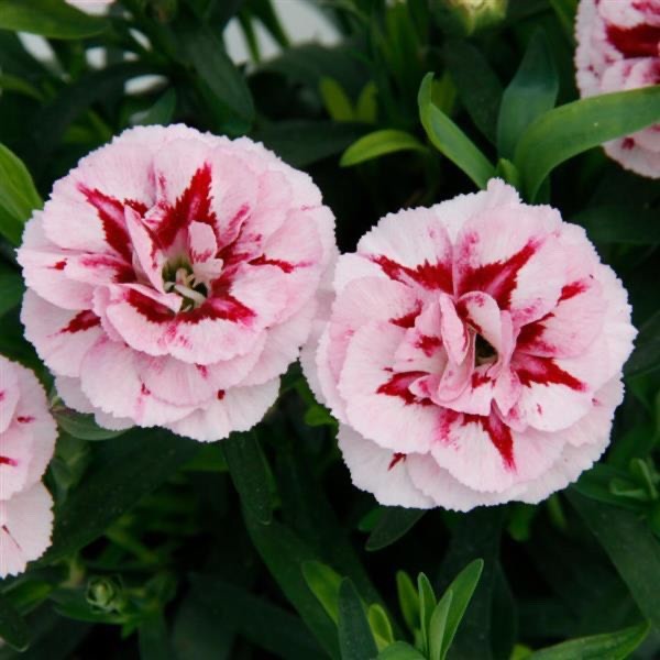 2 x Dianthus Oscar 'Purple Star' -  Carnation Garden Plants in 10.5cm Pots