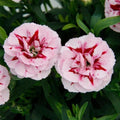 2 x Dianthus Oscar 'Purple Star' -  Carnation Garden Plants in 10.5cm Pots
