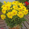 Dahlia Mignon Yellow 1.5L Pot Bee Friendly Garden Plant