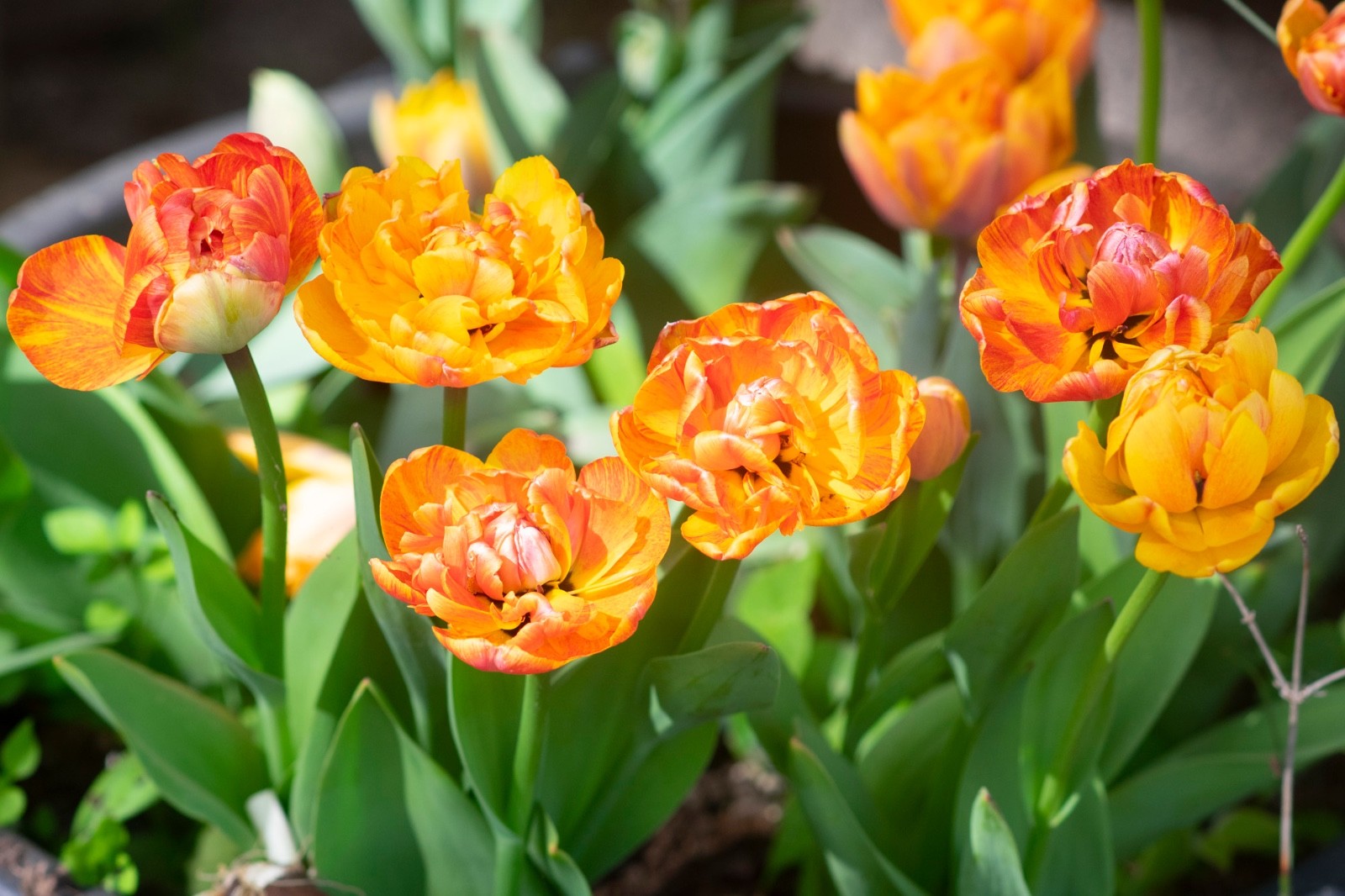 10x Tulip Sun Lover Bulbs 10/11cm Double Orange Yellow Spring Flowers