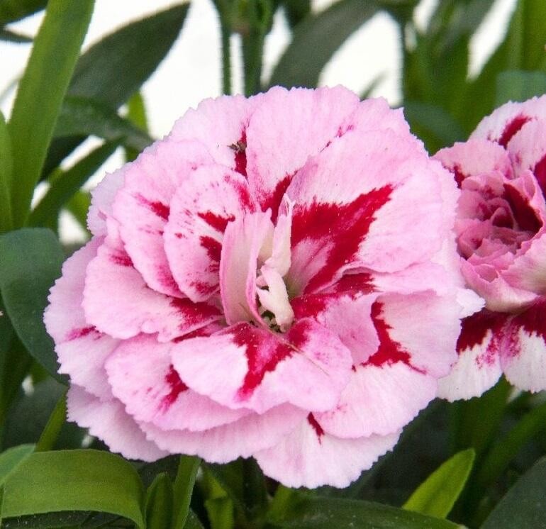 2 x Dianthus Oscar 'Purple Star' -  Carnation Garden Plants in 10.5cm Pots
