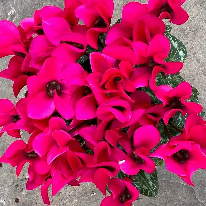 2x Cyclamen Compact Pink Plants 10.5cm Pots Autumn Winter Flowering