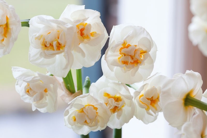 15x Daffodil Bridal Crown Bulbs Double White Yellow Scented Spring Flowers