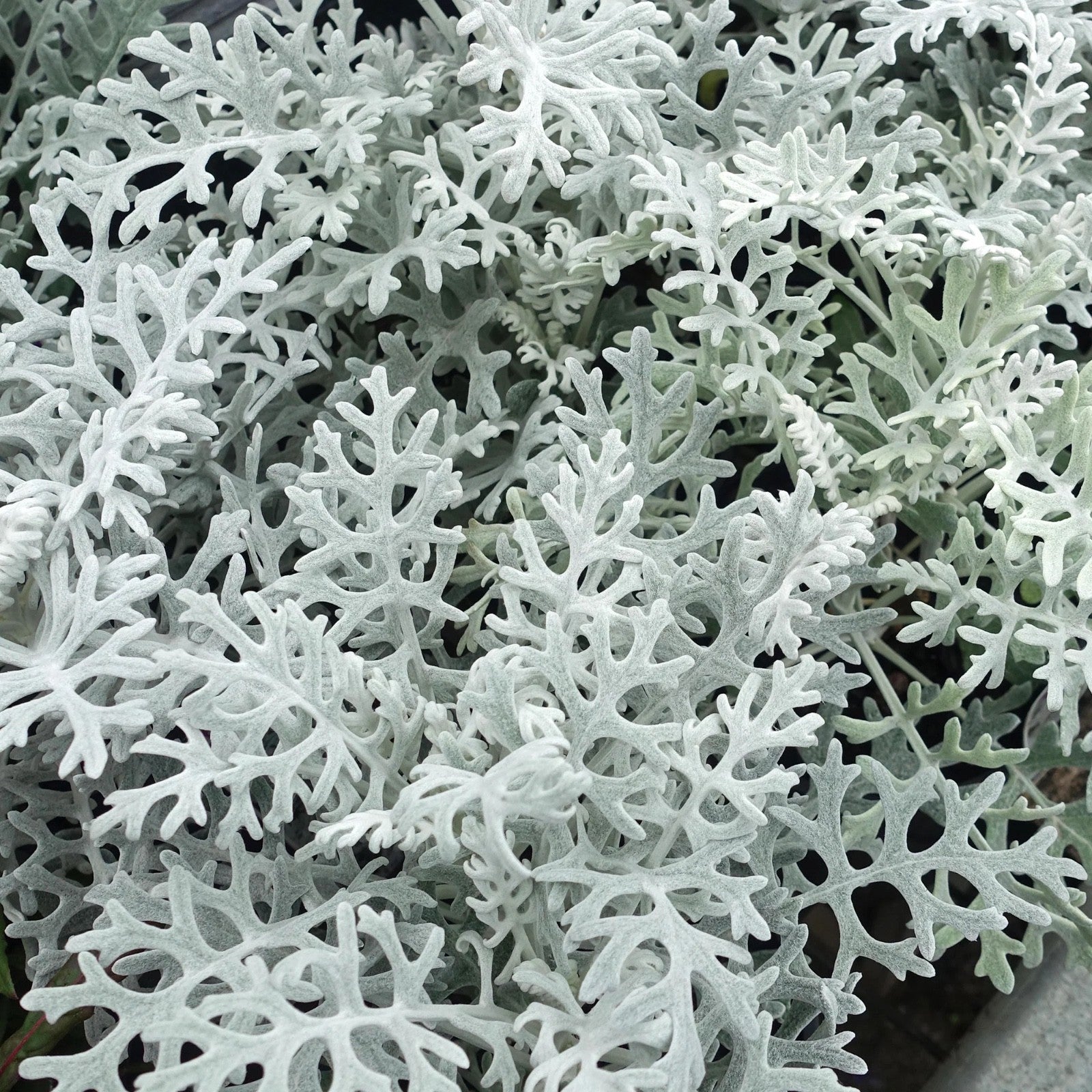 2x Cineraria Silver Dust Plants 9cm Pots Silver Foliage Border Bedding Plants