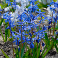 2 x Scilla Siberica - Siberian Black Sea Violet Hardy Perennial in 9cm pots