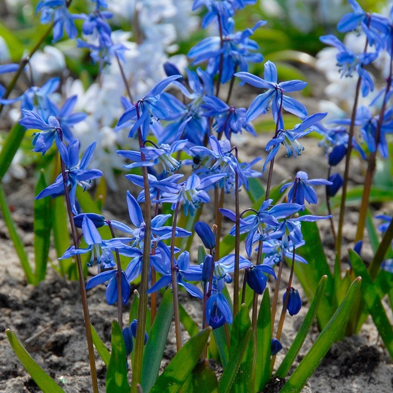 2 x Scilla Siberica - Siberian Black Sea Violet Hardy Perennial in 9cm pots