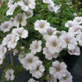 3x Gypsophila cerastoides Plants Baby's Breath Perennial 10.5cm Pots
