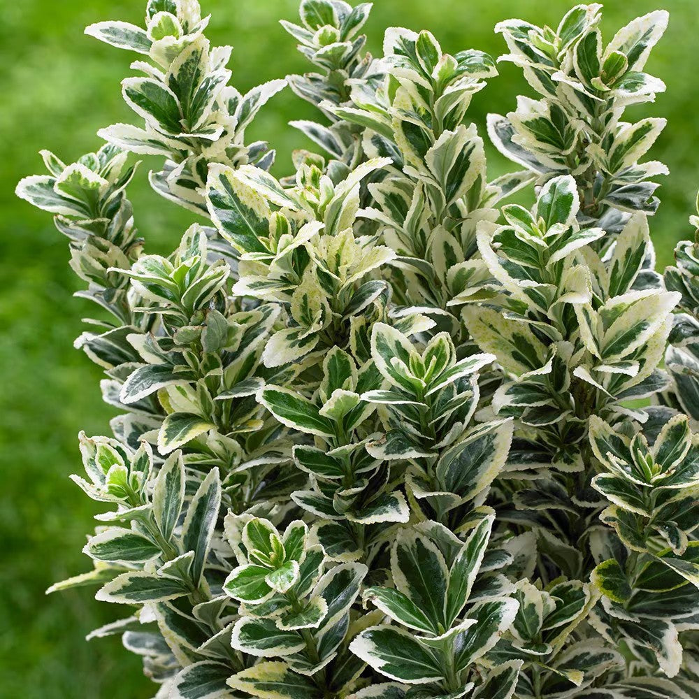 2x Euonymus japonicus White Spire Plants 9cm Pots Evergreen Garden Shrub