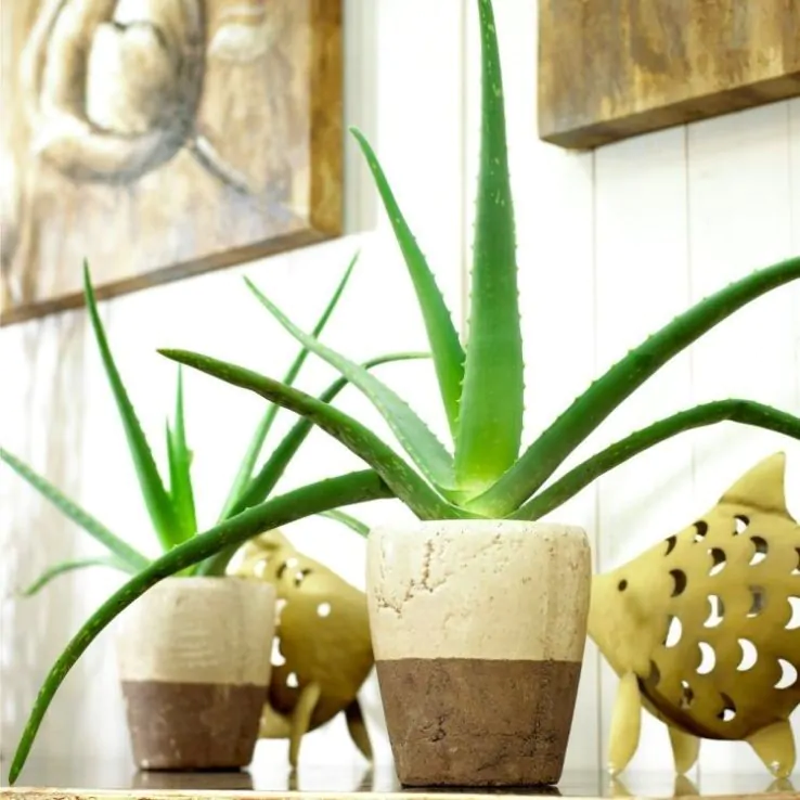 2x Aloe Vera Plant Succulent Indoor House Plants Easy Care