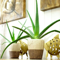2x Aloe Vera Plant Succulent Indoor House Plants Easy Care